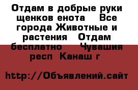 Отдам в добрые руки щенков енота. - Все города Животные и растения » Отдам бесплатно   . Чувашия респ.,Канаш г.